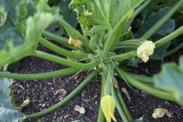 Cocozelle di Napoli from Vital seeds, OP