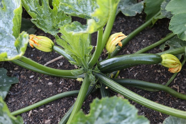 Defender F1 courgette zucchini