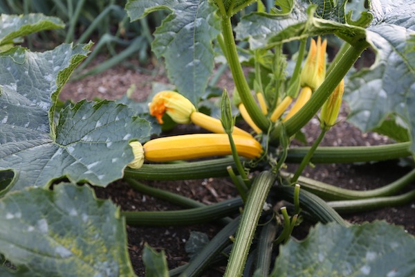 Athena di Polka F1 courgette zucchini
