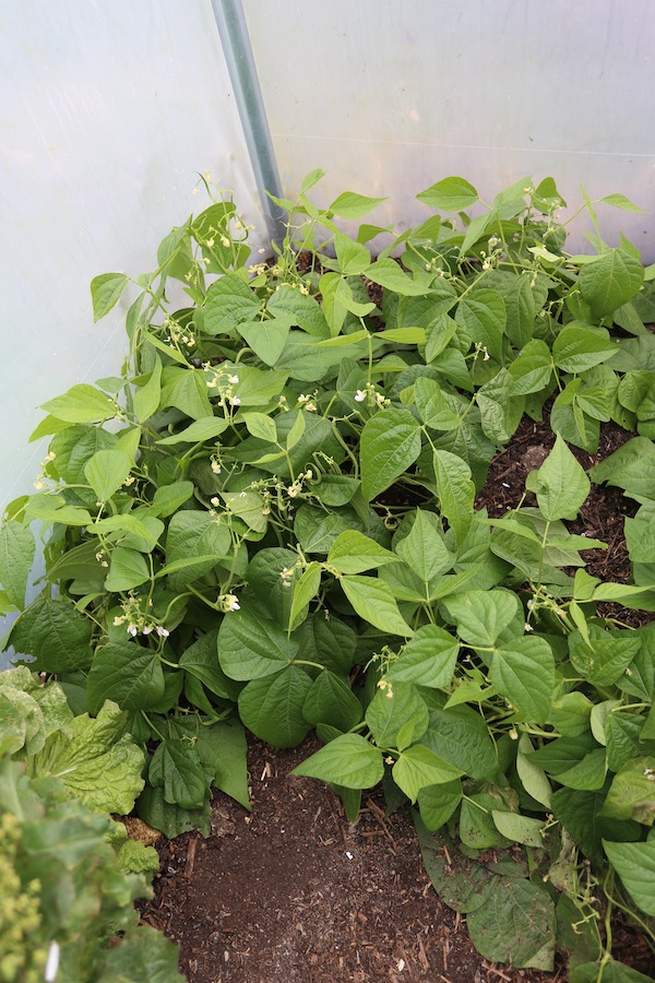 French bush beans not picked are for seed