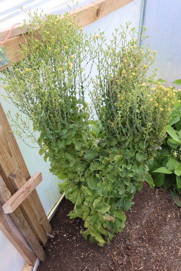 Grenoble Red lettuce for seed, almost flowering
