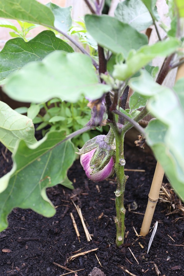 Franchi Seeds aubergine sown early March