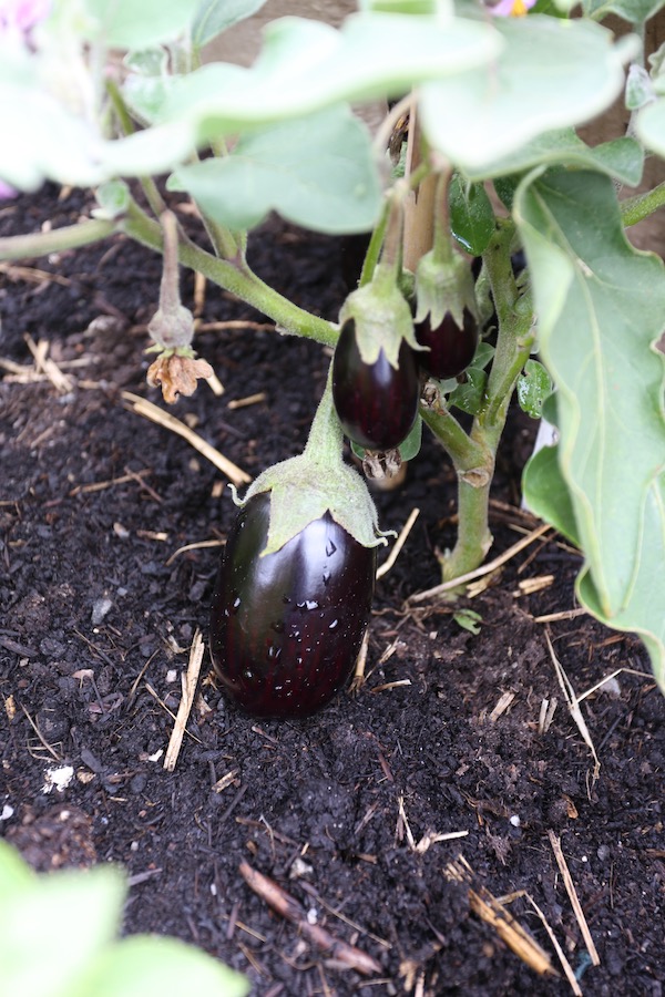 Pot Black aubergine