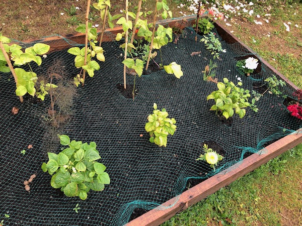 Bed of J Arthur Bower compost