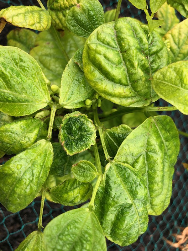 Poisoned potato plant