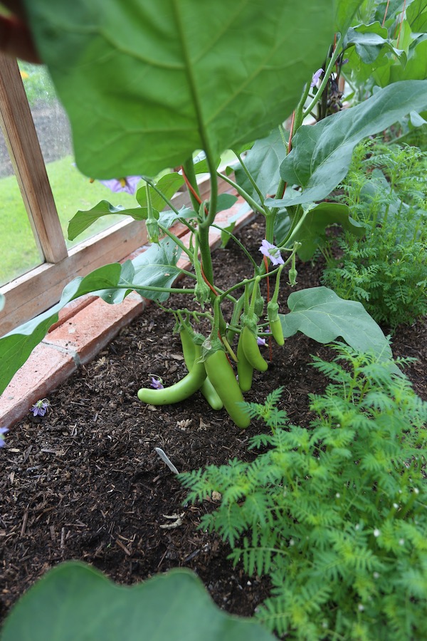 Thai Long Green aubergine