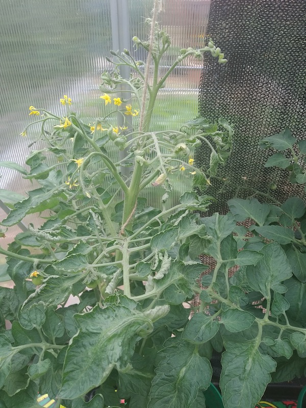 Tomato in different bought composts