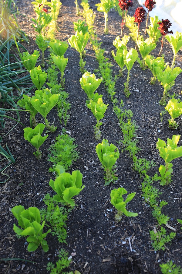 Carrots intersown between lettuce