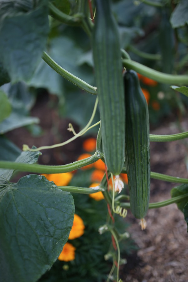 Cucumbers and marigolds polytunnel
