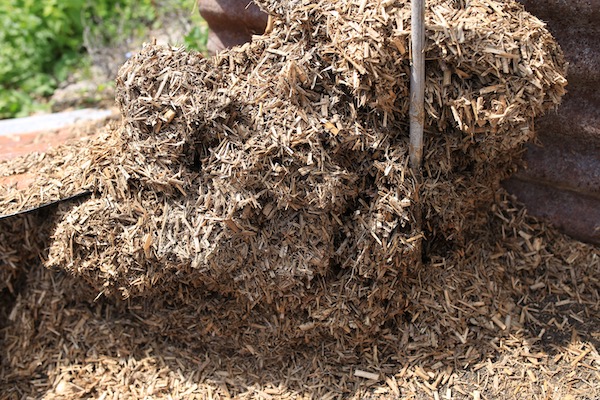 Old miscanthus grass