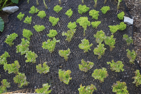 Lettuce still cropping sown five months ago