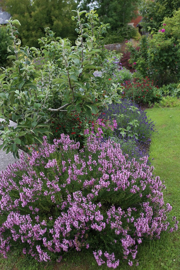 One hyssop plant near an apple tree