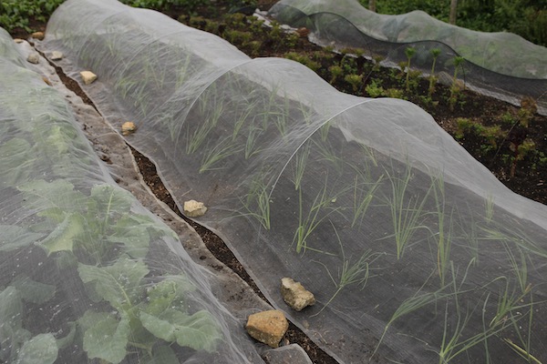 Multisown leeks transplanted and covered