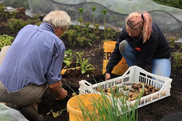 Harvest no dig potatoes by pulling