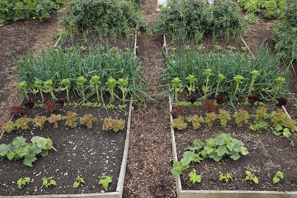 Dig bed on left, no dig right 4th July