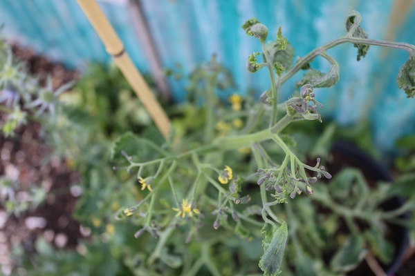 Probably pyralid damage to tomato