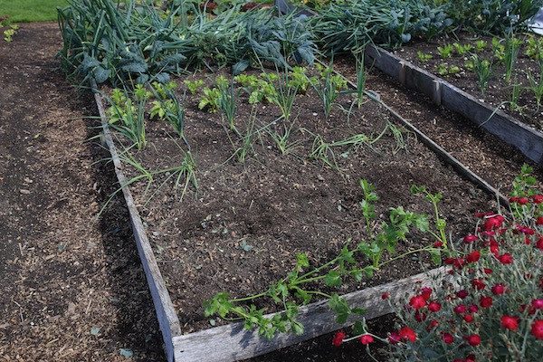 One hour later, now you can see celeriac and leeks