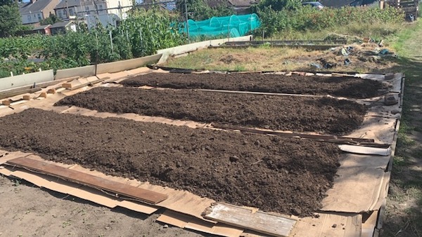 New allotment in early July, paths cardboard and beds with mushroom compost