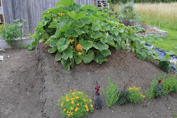 Squash plants on a heap of soil
