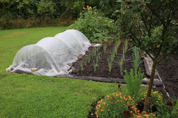 New growth 12 days later