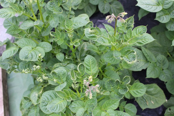 Curling of new potato leaves from pyralid weedkiller