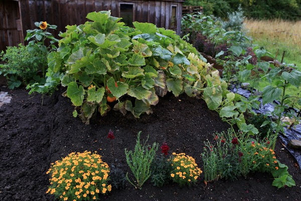 Same plants 25th July three weeks later