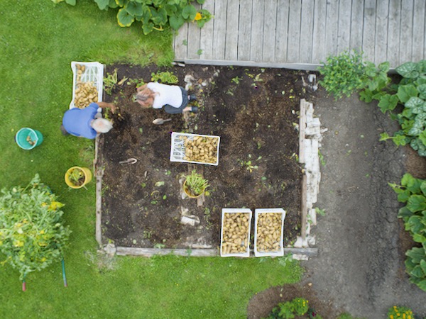 No dig potato pull, Charlotte 23th July