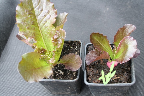 Stunted lettuce from weedkiller in compost