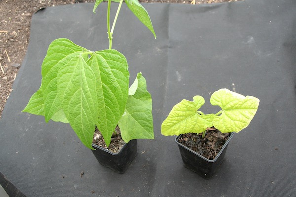Stunted beans from weedkiller in compost