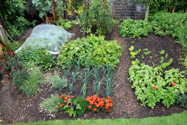 Small garden 25th July