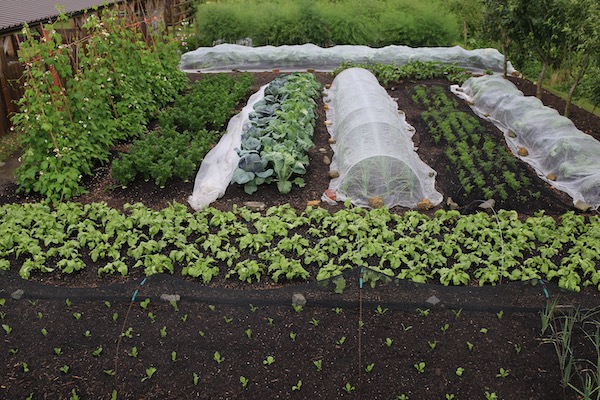 No dig vegetables looking so healthy