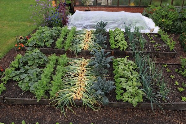 Homeacres trial beds comparing growth dig with no dig