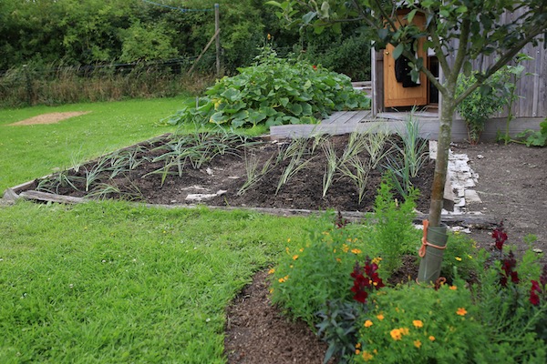 Leeks planted after clearing the potatoes, were multisown April