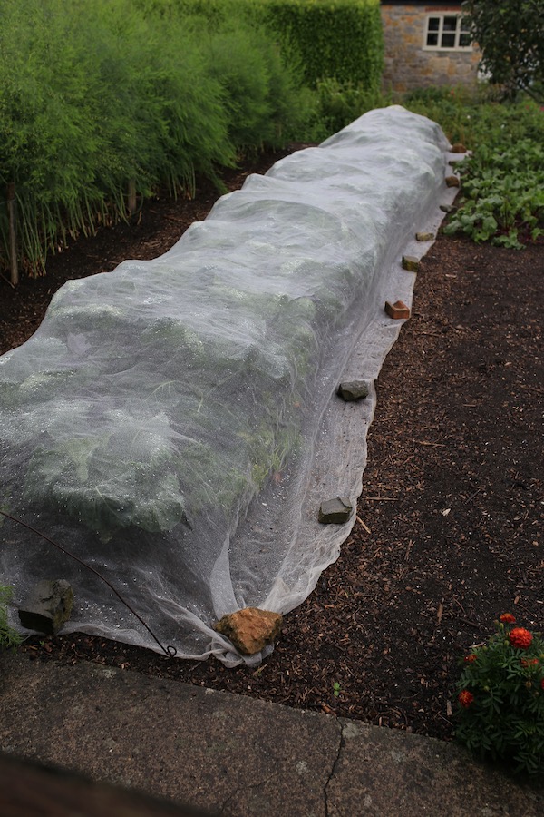 Brussels sprouts in carrot bed and under mesh