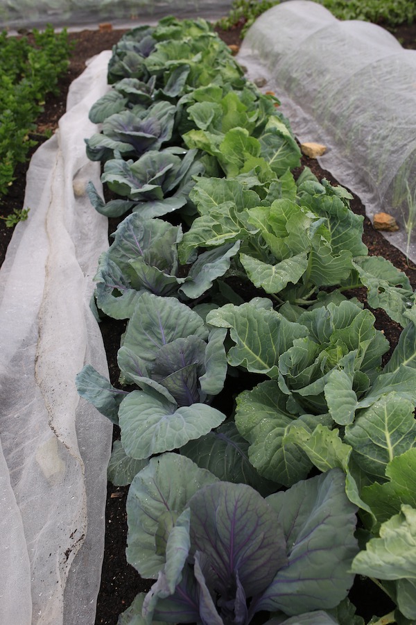 Same plants just 12 days later, three times the size