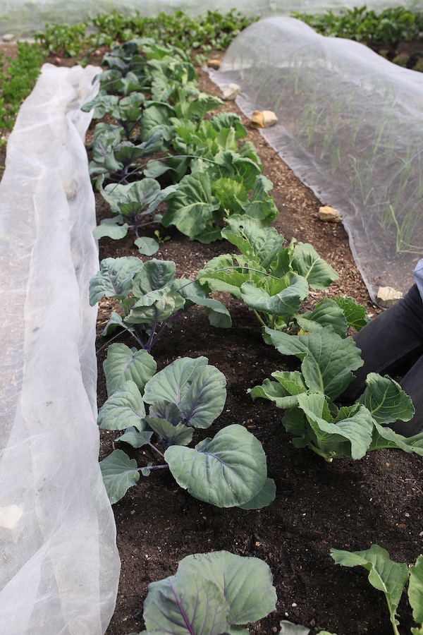 Cabbage plants in ground one month