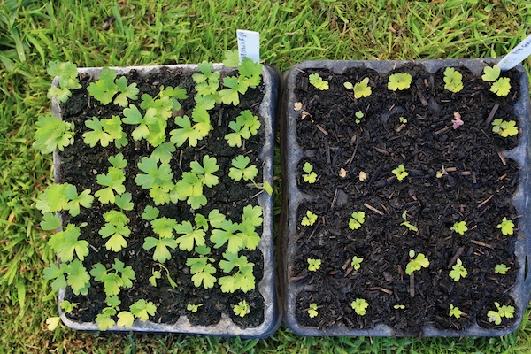 Comparing celery growth in two composts