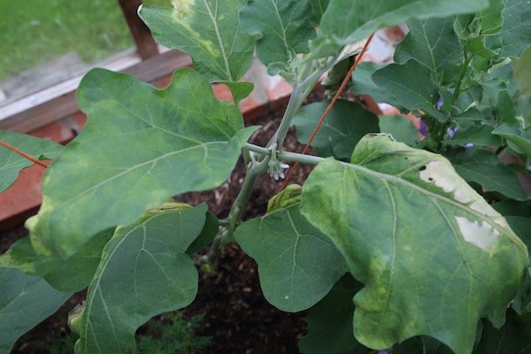 Aubergine plant dying from I think a bacterial problem