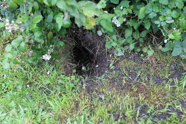 Homeacres rabbit burrow version 3