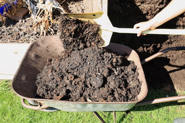 Emptying one bay of mature compost