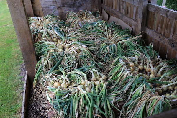 Onions drying in trays on pallets