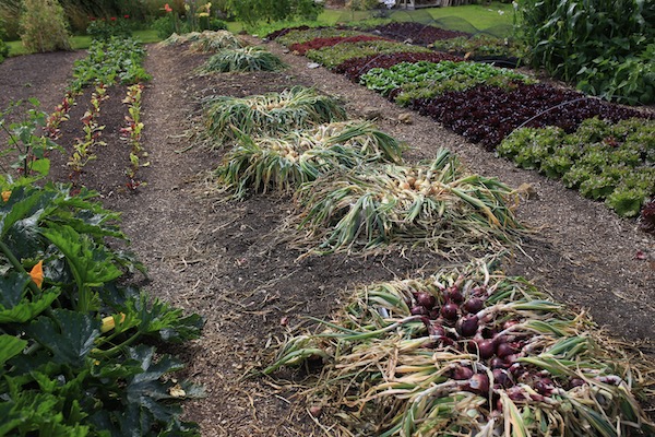 Onions gathered to remove to dry
