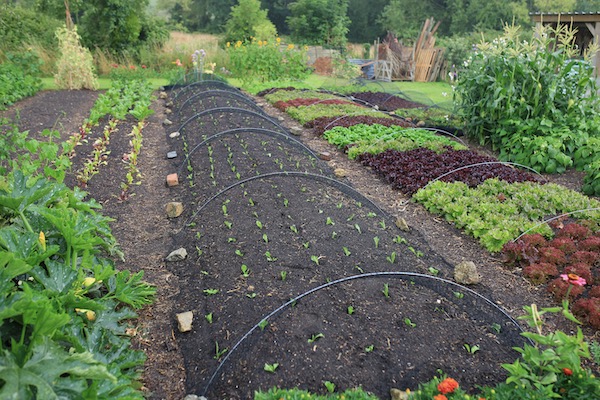 New planting of chicory after onion