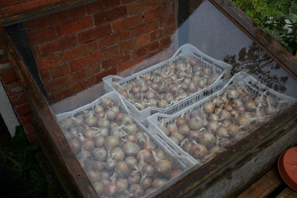 Rose de Roscoff onions in cold frame