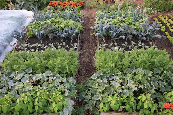 Trial beds dig left, no dig right