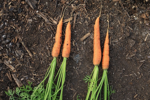 Carrots, 66 days since sowing