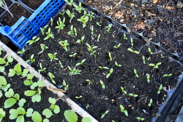 Coriander seedlings