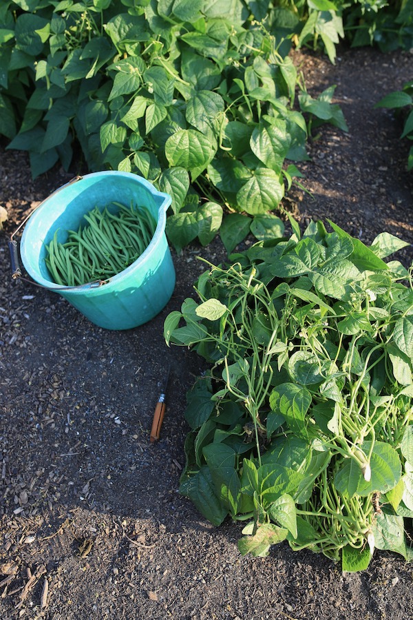 Last pick of French beans