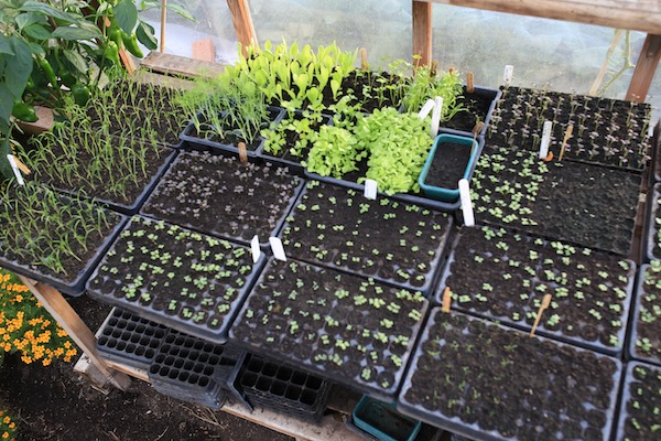 13th August greenhouse seedlings
