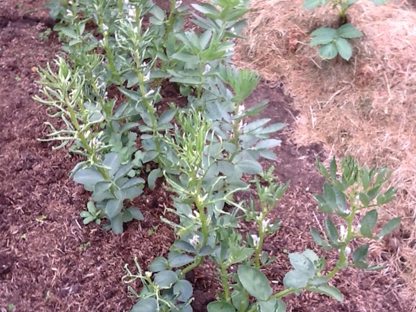 The effect of pyralid weedkiller on broad beans